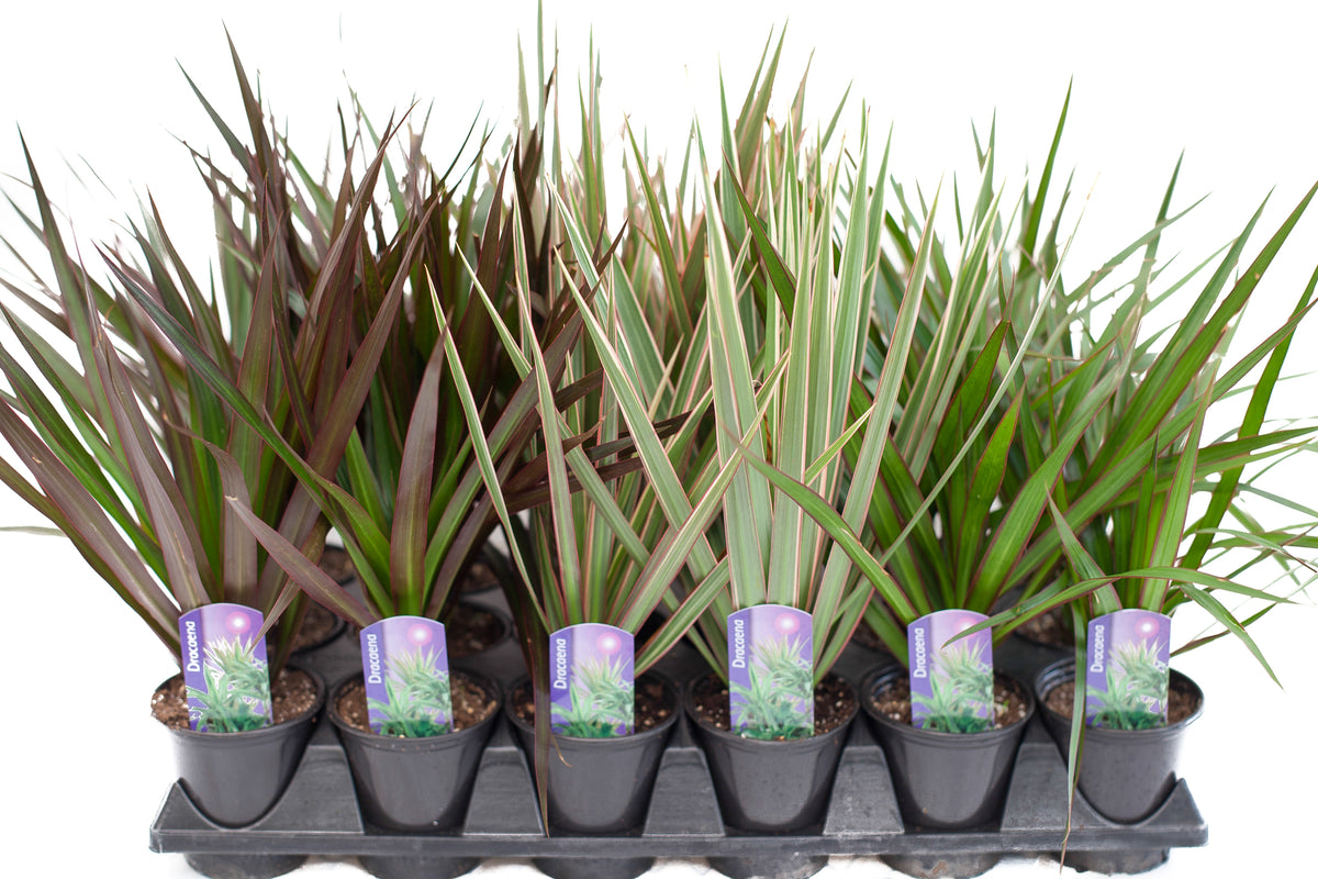 dracaena asstd 3.5
