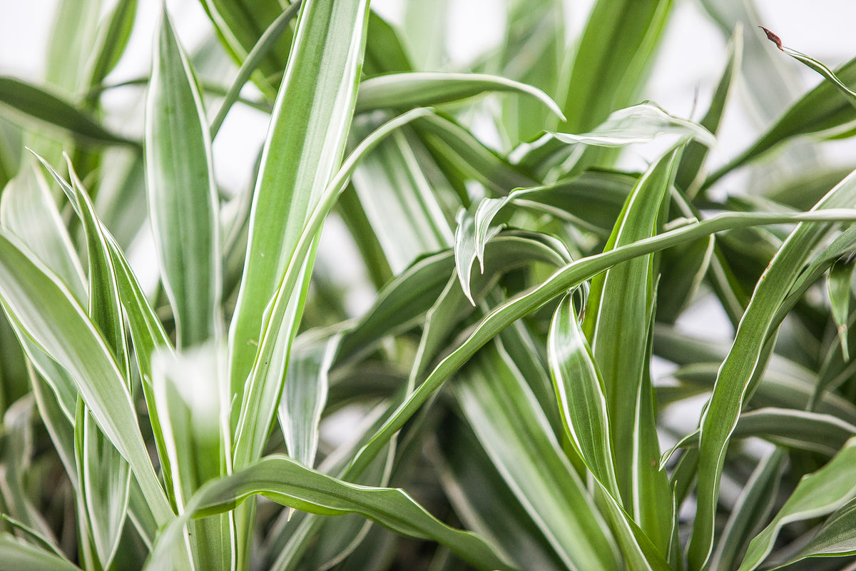 warneck dracaena plant 6" Dracaena
