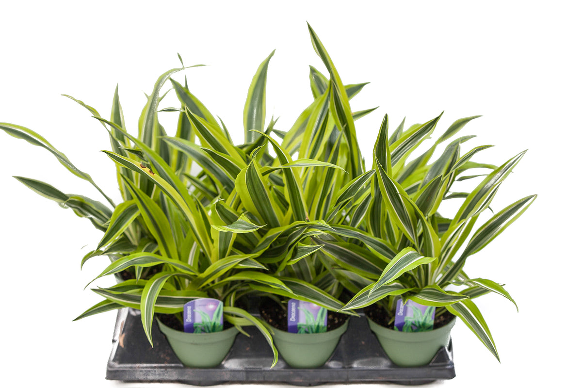 warneck dracaena plant 6" Dracaena