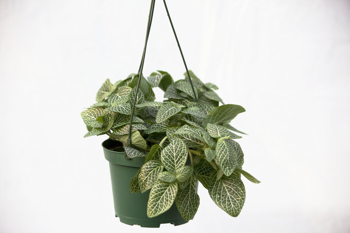 nerve plant hanging basket 6