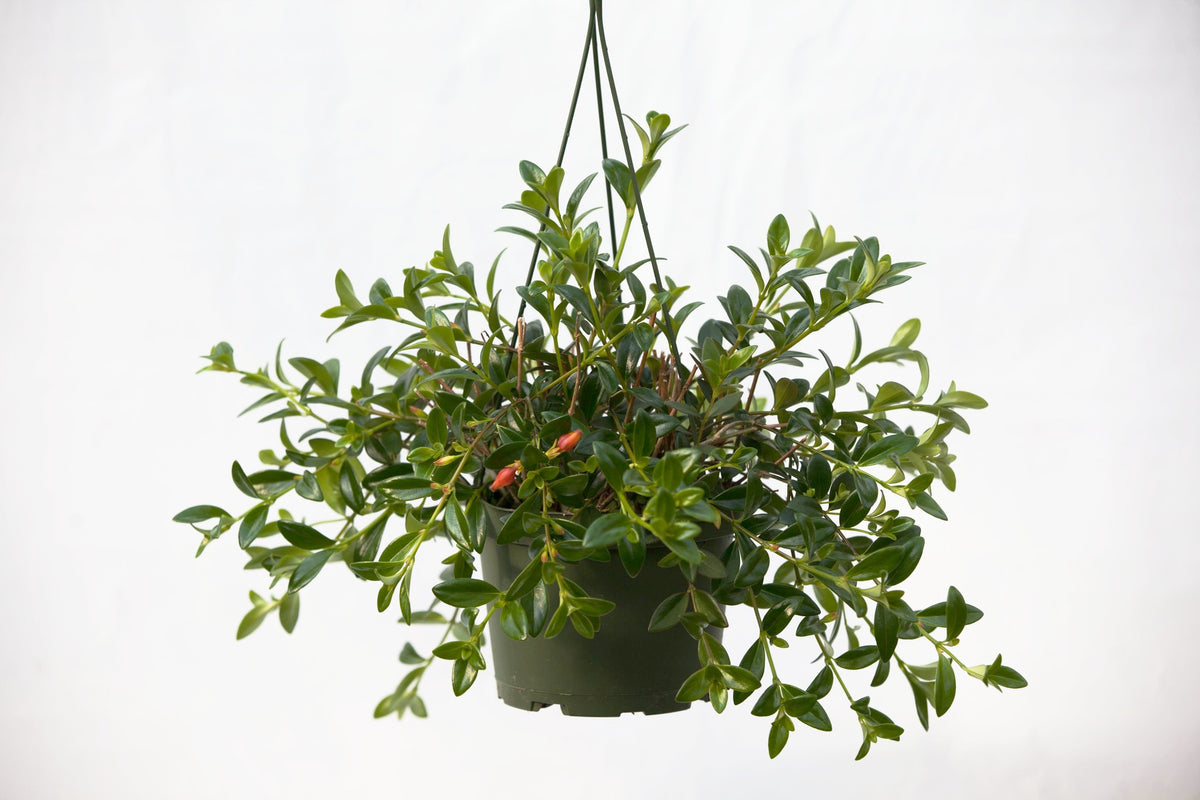 goldfish plant hanging basket 6