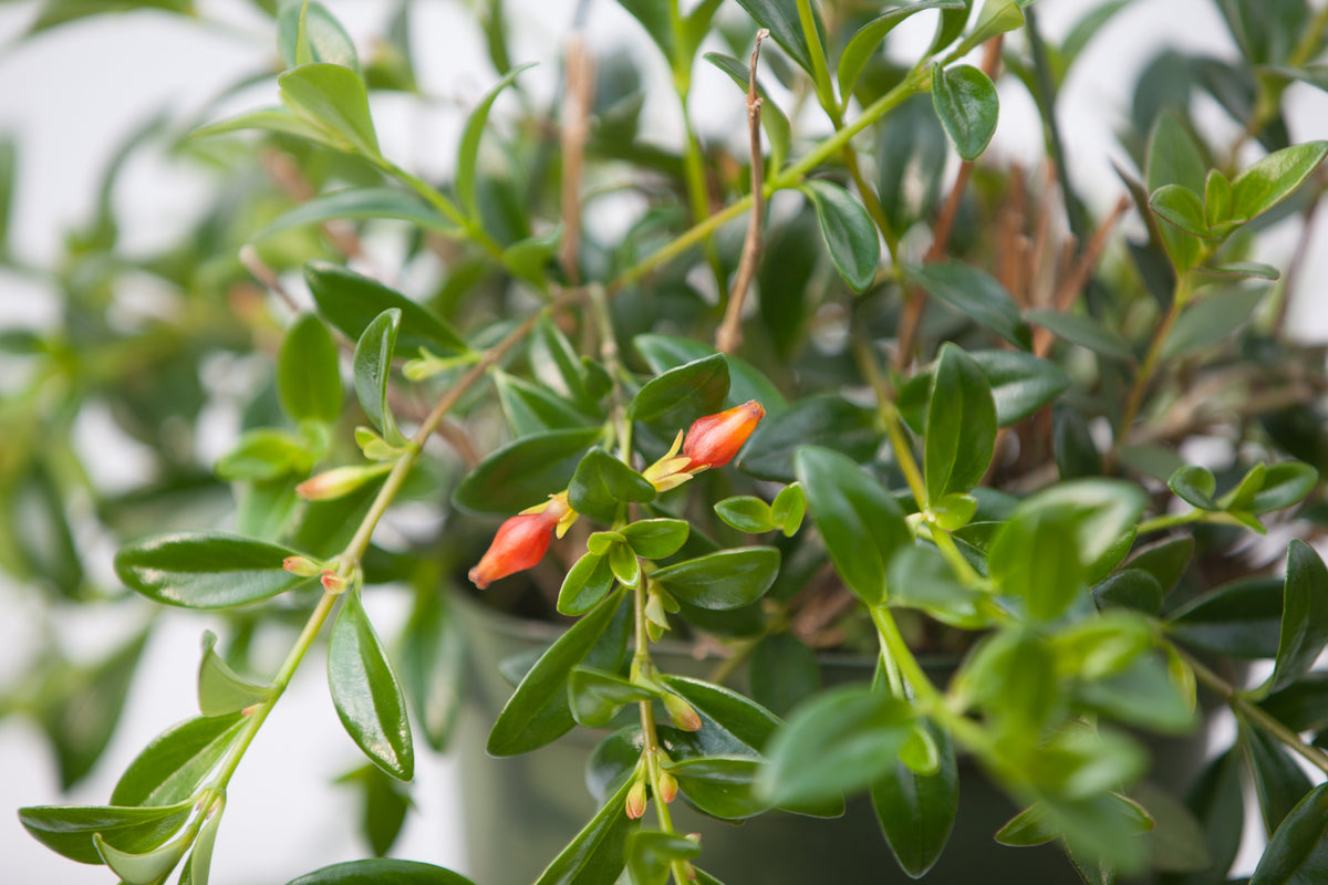 goldfish plant hanging basket 6" Goldfish Hanging Basket – Slappendel Greenhouses Inc