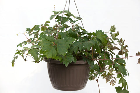 10" Oak Leaf Ivy Hanging Basket