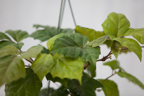 6" Grape Leaf Ivy Hanging Basket