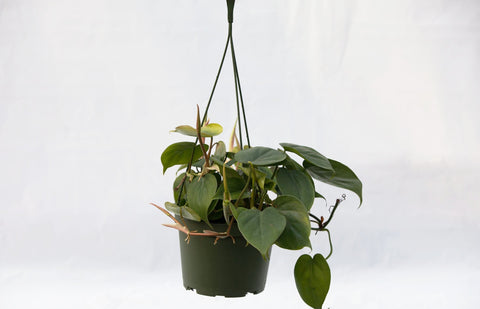 6" Philodendron Hanging Basket