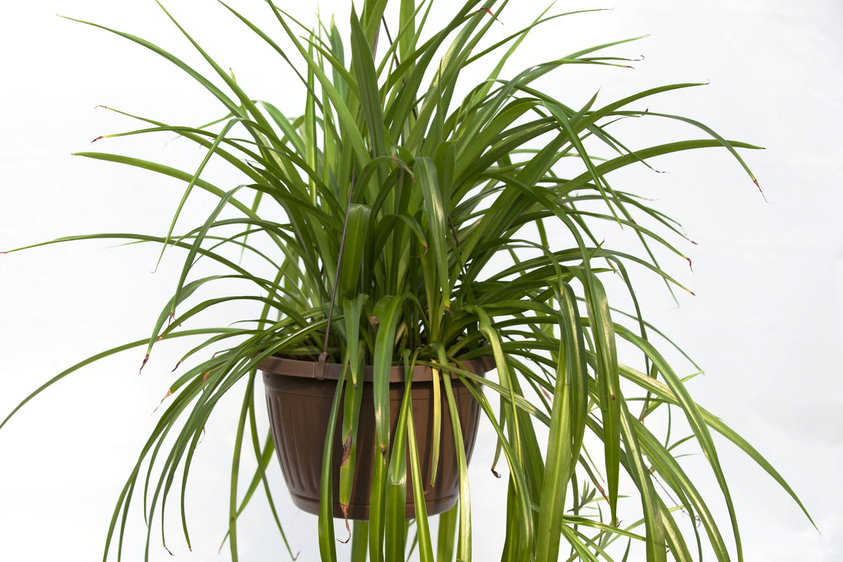 cost of spider plant 10" Spider Plant (Chlorophytum) Hanging Basket – Slappendel Greenhouses Inc