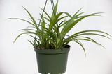 6" Spider Plant (Chlorophytum) Hanging Basket