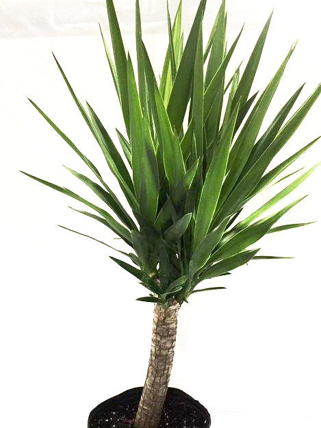 staggered yucca cane 12" Yucca Cane – Slappendel Greenhouses Inc