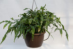 10" Kangaroo Fern Hanging Basket