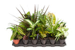 3.5" Premium Assorted Tropicals