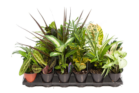 3.5" Premium Assorted Tropicals