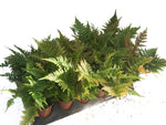 3.5" Autumn Fern