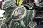 6" Calathea