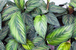 6" Calathea