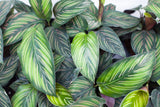 6" Calathea