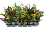 3.5" Croton - Assorted