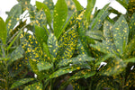 3.5" Croton - Gold Dust