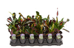 3.5" Croton - Mammy
