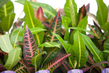 3.5" Croton - Nervia