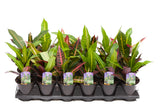 3.5" Croton - Nervia