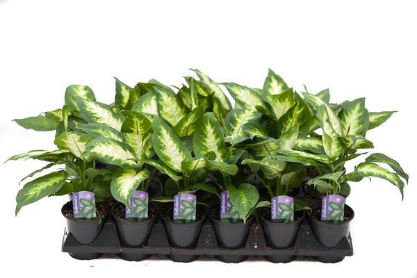 dieffenbachia hangt slap 3.5
