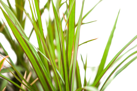 3" Dracaena