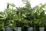 6" Assorted Ferns