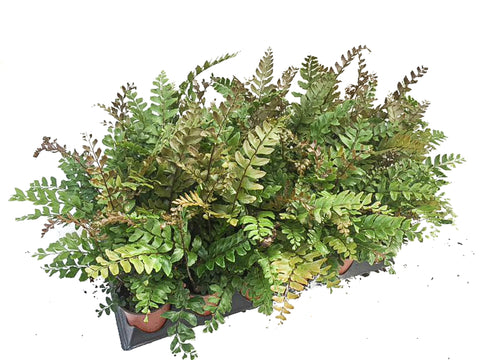 3.5" Mahogany Fern