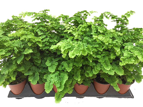 3.5" Maidenhair Pacifica Fern