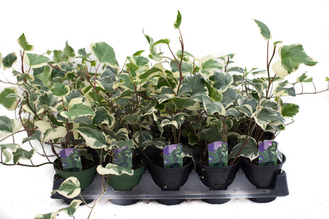 「nancy」la basic IVY Ivy Vines Thorsen's Live English Ivy Plant - 4