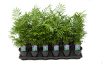 3.5" Neanthe Bella Palm