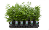 3.5" Neanthe Bella Palm