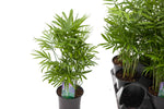 3.5" Neanthe Bella Palm
