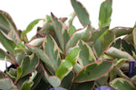 6" Pepperomia