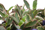 6" Pepperomia