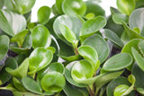 6" Pepperomia