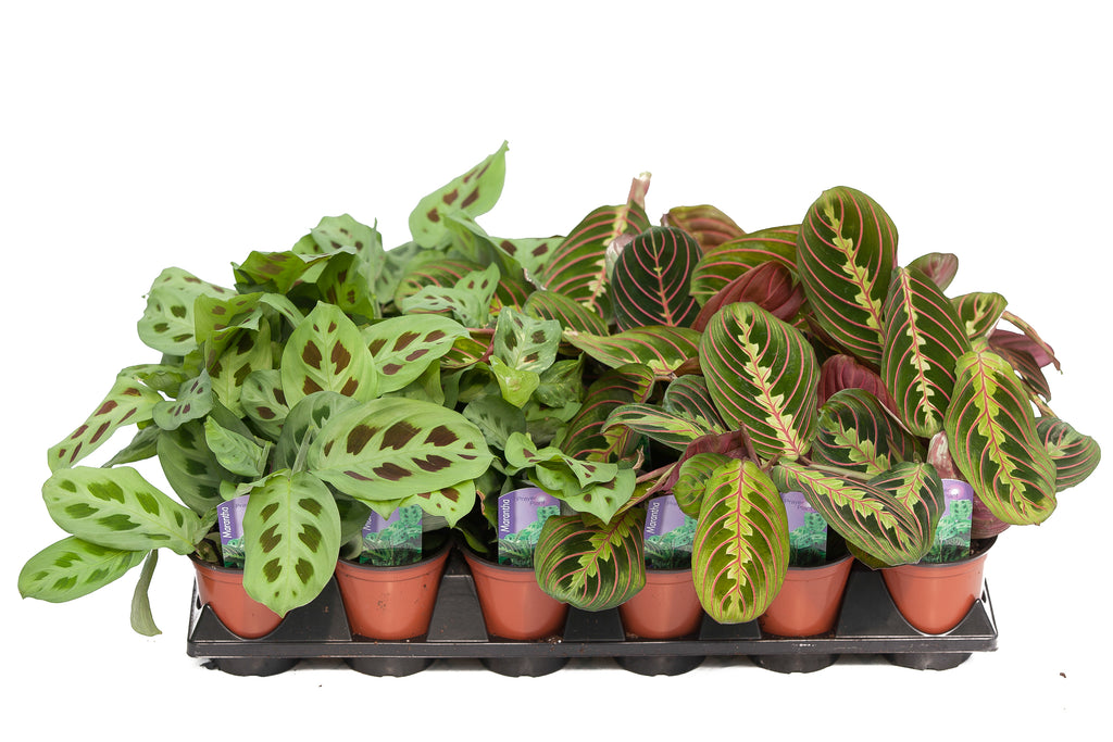 3.5" Maranta Prayer Plant – Slappendel Greenhouses Inc.