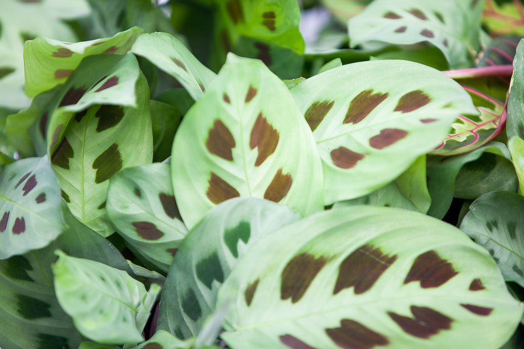 prayer plant climbing 3.5" Maranta Prayer Plant – Slappendel Greenhouses Inc