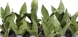 6" Sansevieria