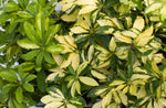 3.5" Schefflera