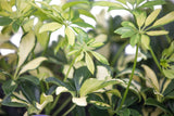 3.5" Schefflera