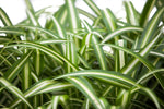 3.5" Chlorophytum - Spider Plant