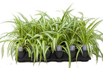 3.5" Chlorophytum - Spider Plant
