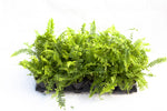 3.5" Boston Fern