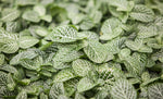 3" Fittonia
