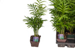 3" Neanthe Bella Palm
