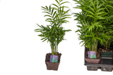 3" Neanthe Bella Palm
