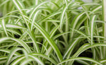 3" Spider Plant (Chlorophytum Comosum)
