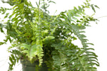 6" Boston Fern