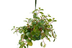 6" Pepperomia
